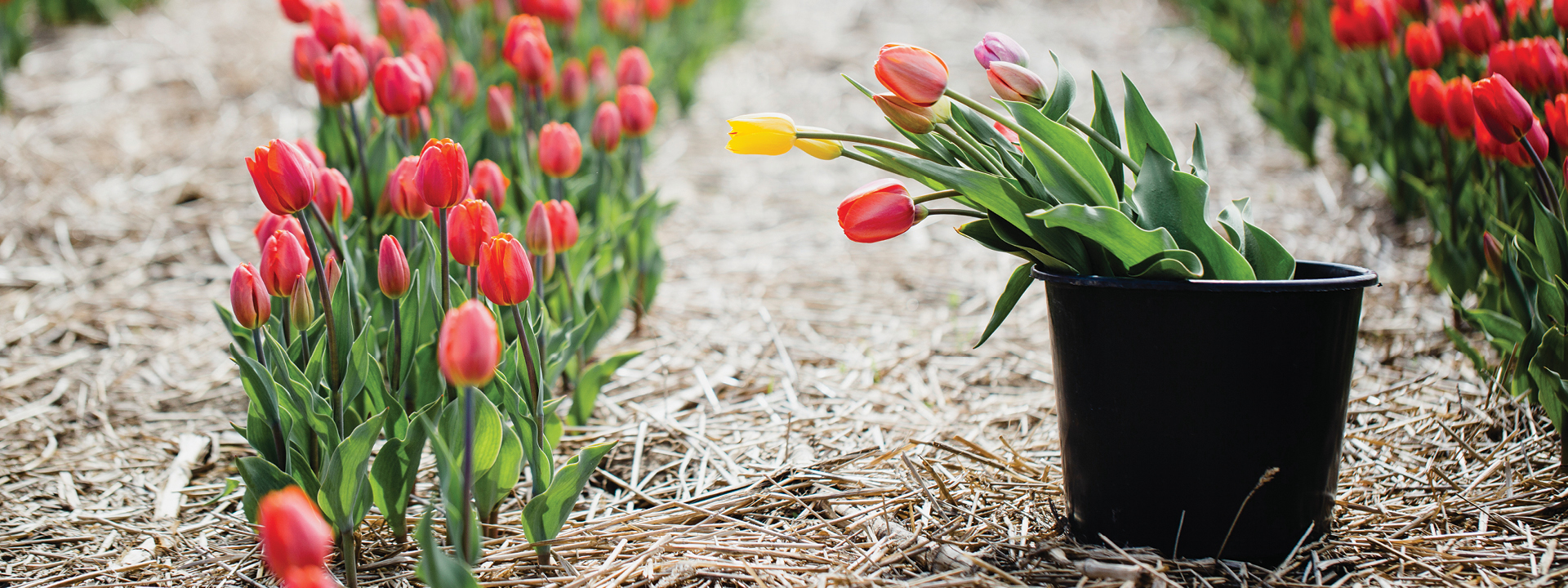 A pot of flowers waiting to be planted