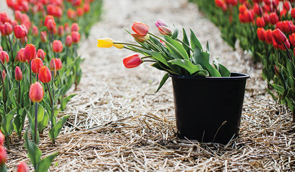 A pot of flowers waiting to be planted